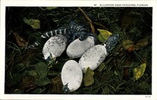 Florida usa alligator gebraucht kaufen  Berlin