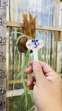 Platycerium staghorn fern for sale  Oakland Gardens