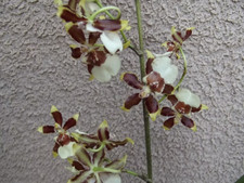 Oncidium guann shin for sale  HALSTEAD