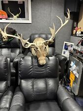 Large caribou mount for sale  Bronxville