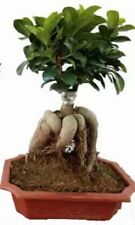 Bonsai samen ficus gebraucht kaufen  Duisburg