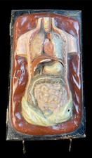 Antikes anatomie modell gebraucht kaufen  Waibstadt