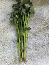 Beauregard sweet potato for sale  Oak Grove