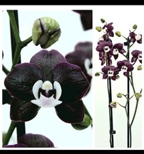 Phalaenopsis black widow. for sale  NOTTINGHAM