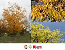 Honey locust gleditsia for sale  BROCKENHURST