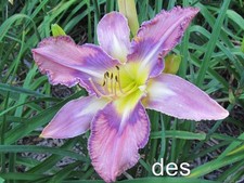 Daylily mildred mitchell for sale  Mount Pleasant
