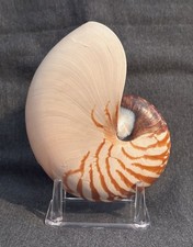 Nautilus pompilius stand for sale Nautilus pompilius stand for sale  Wichita Falls