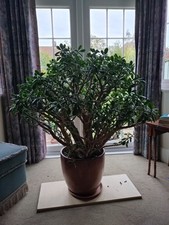 Large well loved for sale  LONDON