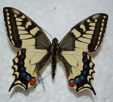 Papilio machaon male gebraucht kaufen Papilio machaon male gebraucht kaufen  Glauchau