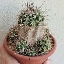 Copiapoa coquimbana vaso usato  Modena