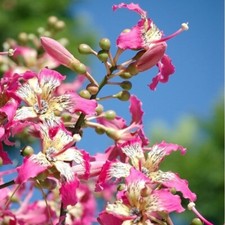 Floss silk tree for sale  Fort Pierce