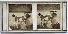 Traite vache femme d'occasion  Paris V