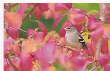 Wildlife postkarte vogel gebraucht kaufen  Deutschland