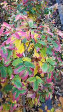 Parrotia persica bella d'occasion  Mont-près-Chambord