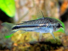 One dozen pygmy for sale  Spring Hill