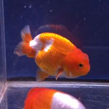 Live exact goldfish for sale  National City