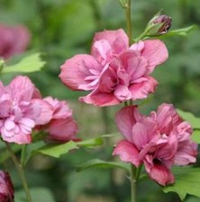 Jajko ogrodowe Duc Brabant 60-80cm - hibiskus na sprzedaż  Wysyłka do Poland