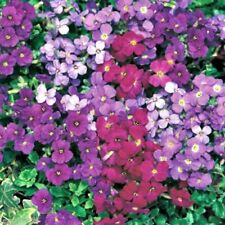 Aubrieta trailing aubretia for sale  LINCOLN