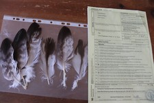 Steinadler federn adlerfedern gebraucht kaufen  Grainau