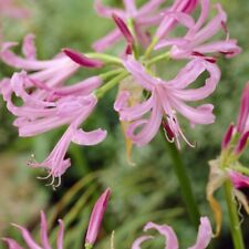 Nerine bowdenii pink for sale  MANCHESTER