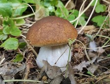 Fungo porcino artificiale usato  Italia