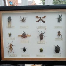 Framed taxidermy bugs for sale  BURNLEY