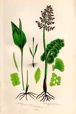 1898 authentic fern for sale  MOLD