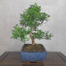 Bonsai falso pepe usato  Milano