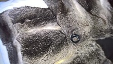 persiani chinchilla usato persiani chinchilla usato Castiglione dei Pepoli