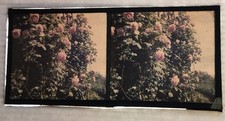Autochrome rosiers fleurs d'occasion  Louhans