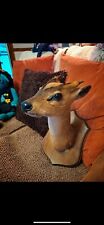 Taxidermy muntjac deer for sale  SOLIHULL
