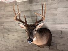Vintage whitetail deer for sale  Trumbull