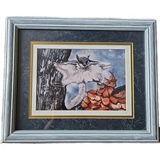 Batik sugar glider for sale  Springfield