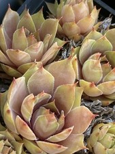 Sempervivum starshine hauswurz gebraucht kaufen  Wörth