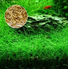 100 seeds fish for sale  HATFIELD