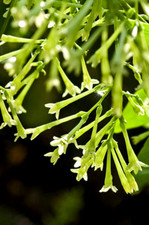 Graines jasmin nuitg574 d'occasion  Sanary-sur-Mer