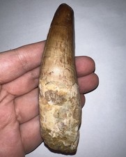 Monster spinosaurus spinosaur for sale  Wimauma
