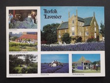Norfolk lavender multi for sale  WOLVERHAMPTON