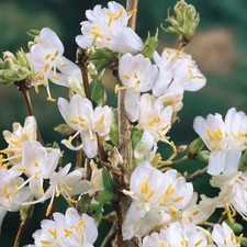 Shrubby honeysuckle lonicera for sale  MARCH