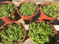 Green helxine soleirolii for sale  ABERYSTWYTH