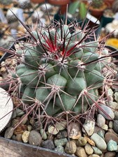 Mammillaria sonorensis rubrifl for sale  Salem
