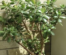 Cutting lucky jade for sale  Monongahela