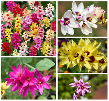 Ixia mixed bulbs for sale  CRAWLEY