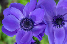 Anemone mr. fokker for sale  CRAWLEY