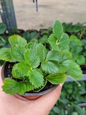 Hängeerdbeeren beeren bst gebraucht kaufen  Waltershausen