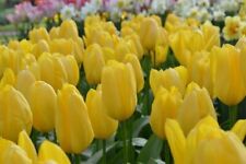 20 sementes de tulipa amarela flor de jardim de tulipa comprar usado  Enviando para Brazil