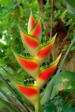 184vm heliconia wagneriana gebraucht kaufen  Dettingen an der Erms