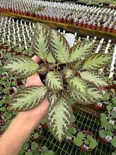 Silver sheen episcia for sale  Rockport