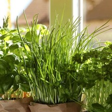 National plant network for sale  Miami