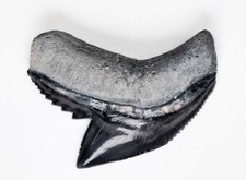 Bone valley fossil for sale  Bradenton